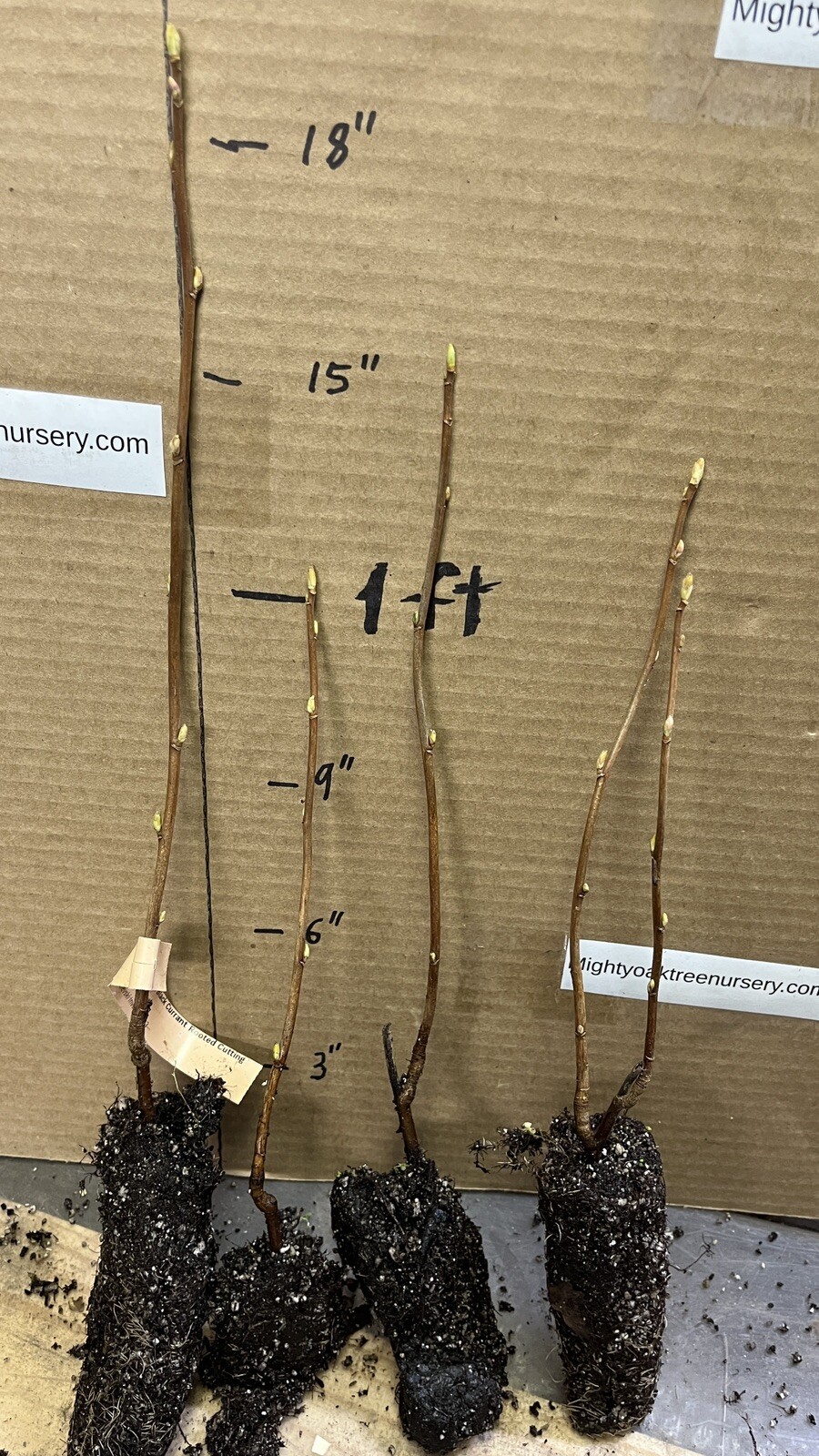 Swedish Black Currant Rooted , 1 rooted plant 8-12″ tall, 1 year old