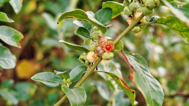 Ashwagandha 50 Heirloom Seeds – Withania Somnifera Indian Ginseng
