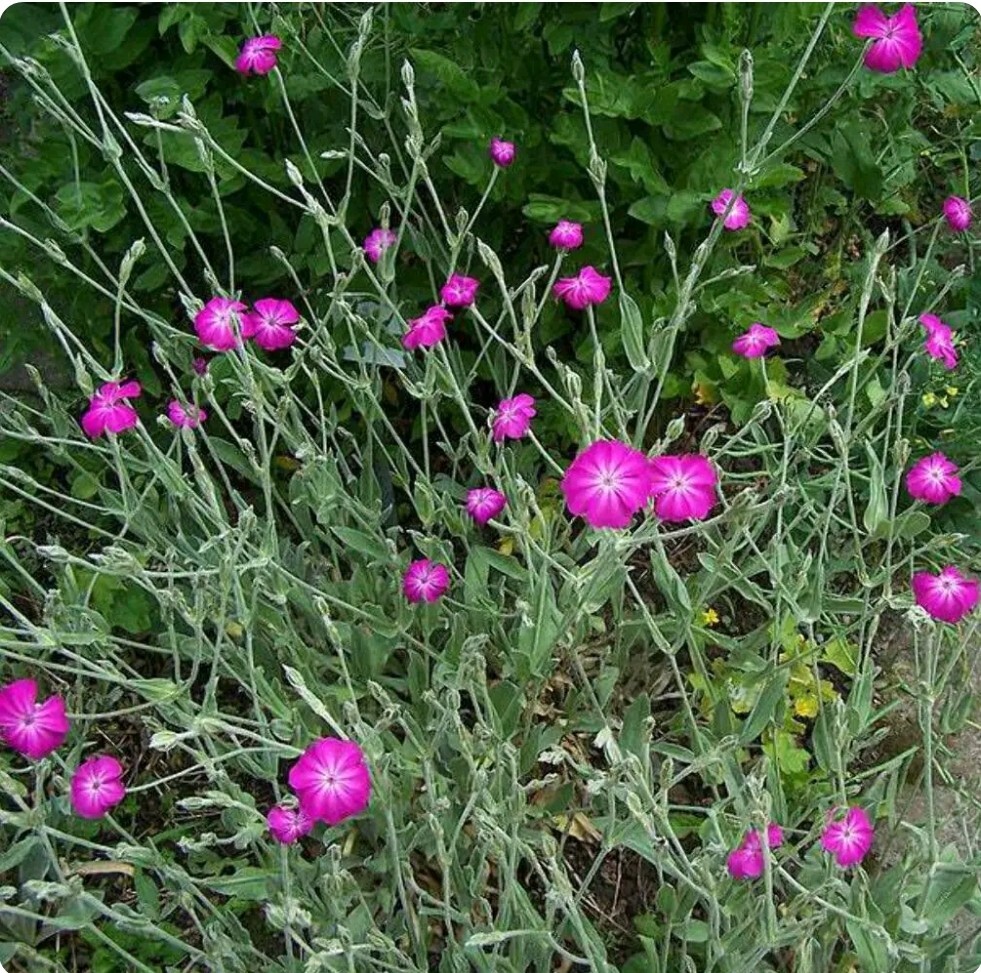 Purple-Rose Campion Perennial Vibrant Deep Color & Constant Flowering~250 Seeds