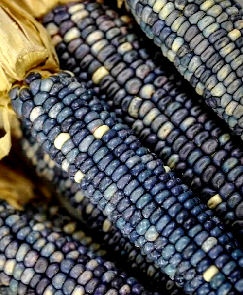 Blue Hopi Indian Corn Seeds Heirloom Flour Cornmeal Organic Seeds 1/2 LB