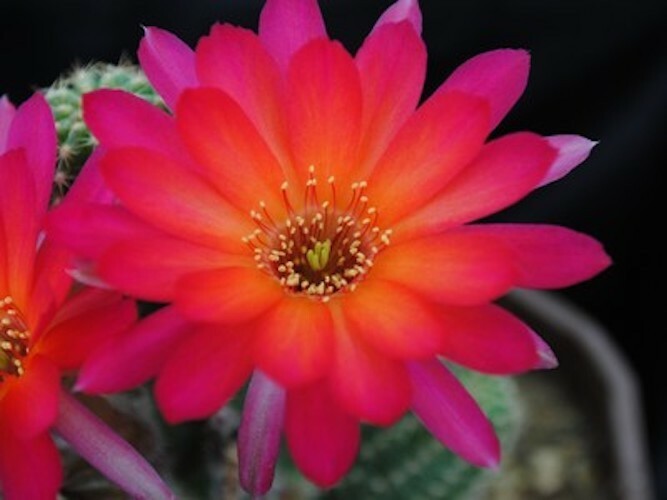 Chamaelobivia (Peanut Cactus) “Friend” Cactus Seeds (100 Seeds)