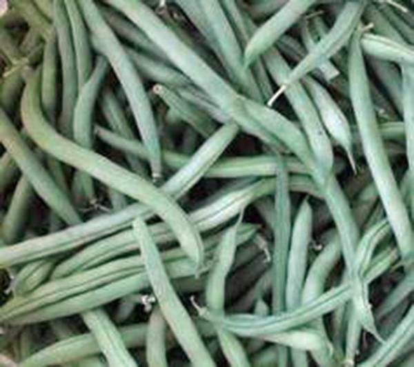 BEAN, PROVIDER BUSH, HEIRLOOM, 100+ SEEDS, NON GMO, GREEN BEANS