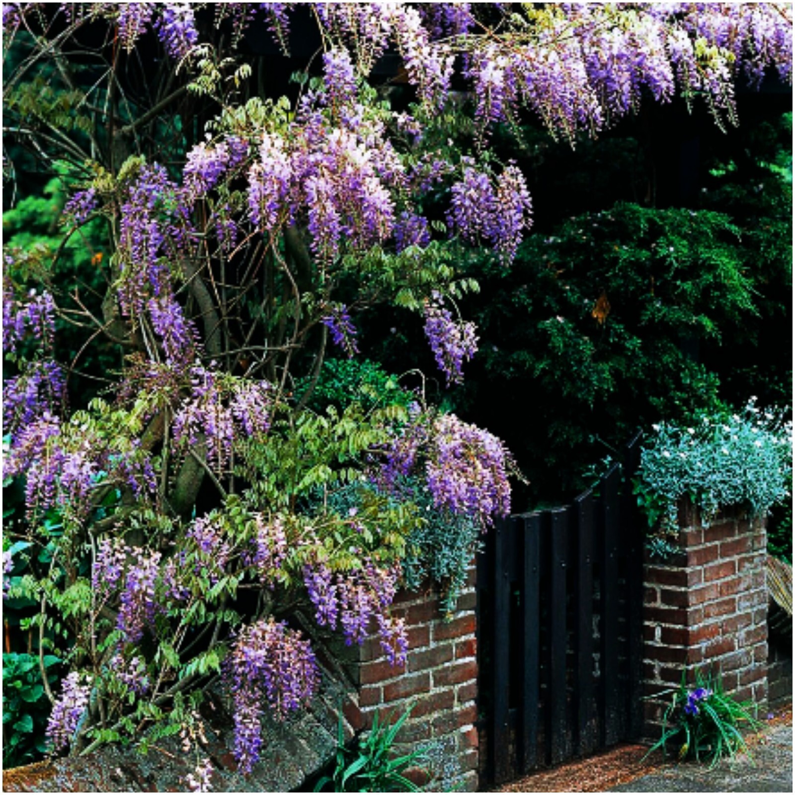 10+ Chinese Blue/Purple Wisteria sinensis Vine/Tree Seeds
