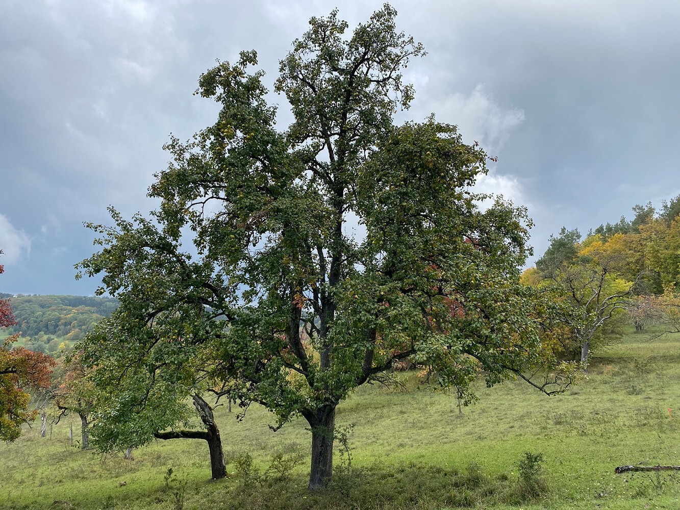 French Wild Apple Tree | Premium Seeds | Malus sylvestris ‘Spring’ | Plants’®