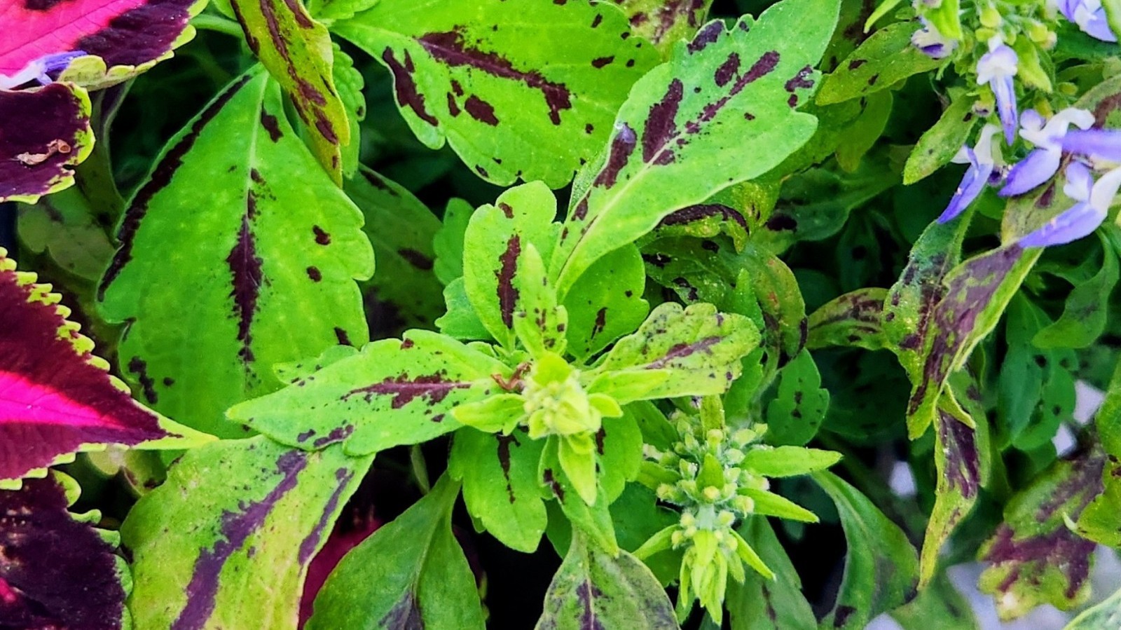JIM’s CHOICE 8 PACK COLORFUL COLEUS SEEDS FREE SHIPPING