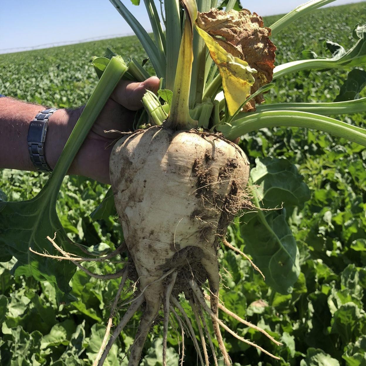 200 Sugar Beet Seeds — Natural Source of Sugar — LARGE