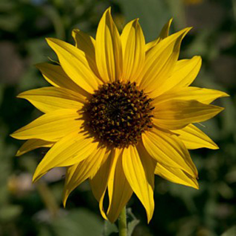 GOLDEN SUNFLOWERS 100 SEEDSNEWLY HARVESTED, THE CLASSIC SUNFLOWER