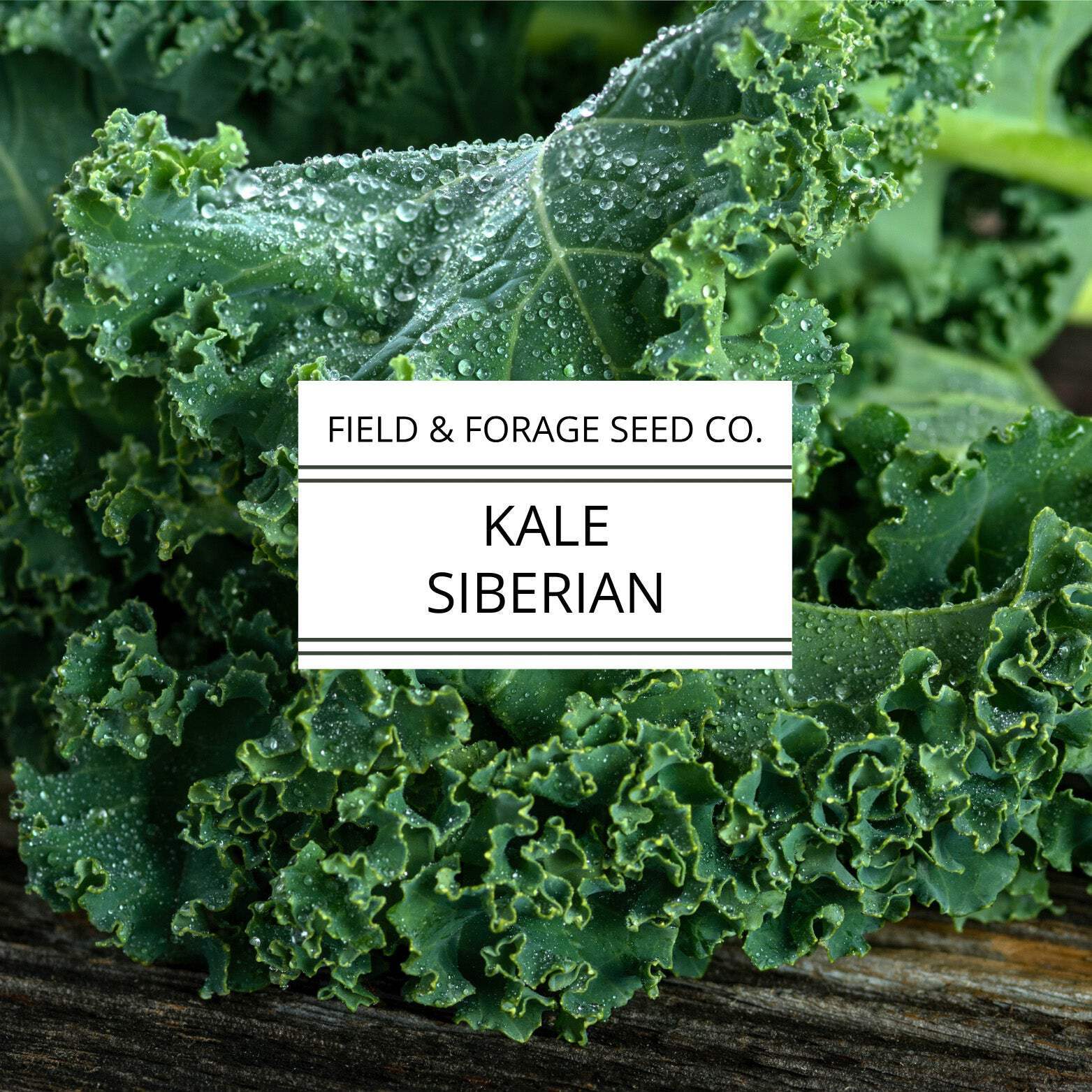Kale ‘Siberian’ | Brassica oleracea | Heirloom | Non-GMO | 200 Seeds
