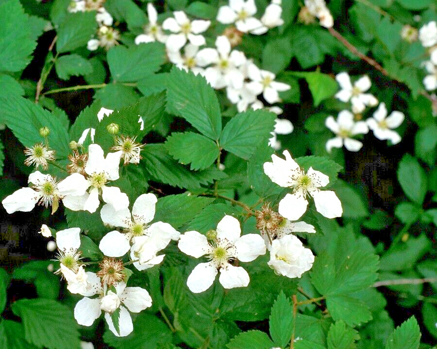 20 CALIFORNIA PACIFIC TRAILING BLACKBERRY SEEDS Rubus Ursinus Hardy Fruit Vine