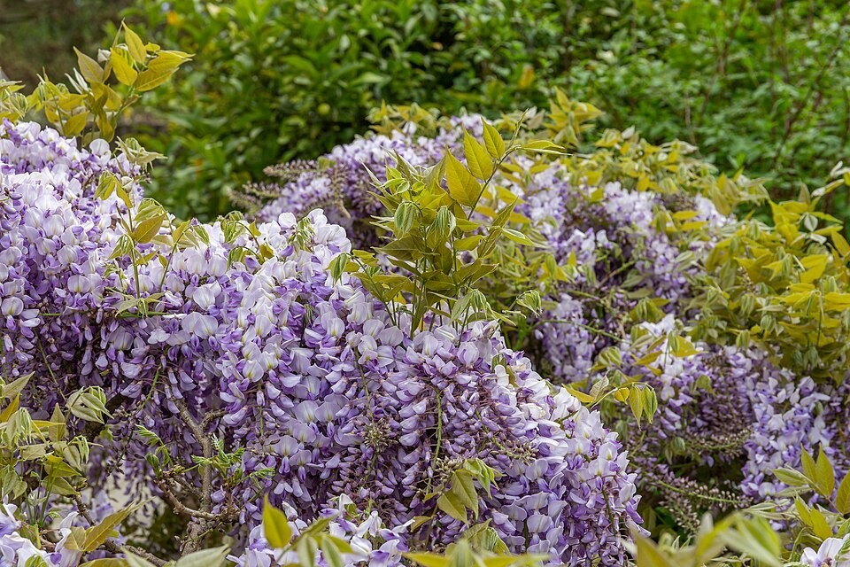 Wisteria sinensis | Chinese Wisteria | 10 Seeds