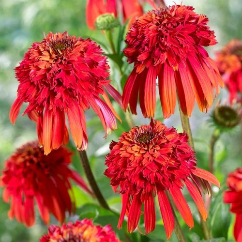 Rare Echinacea: A Delightful Long-lived Coneflower for Pollinators