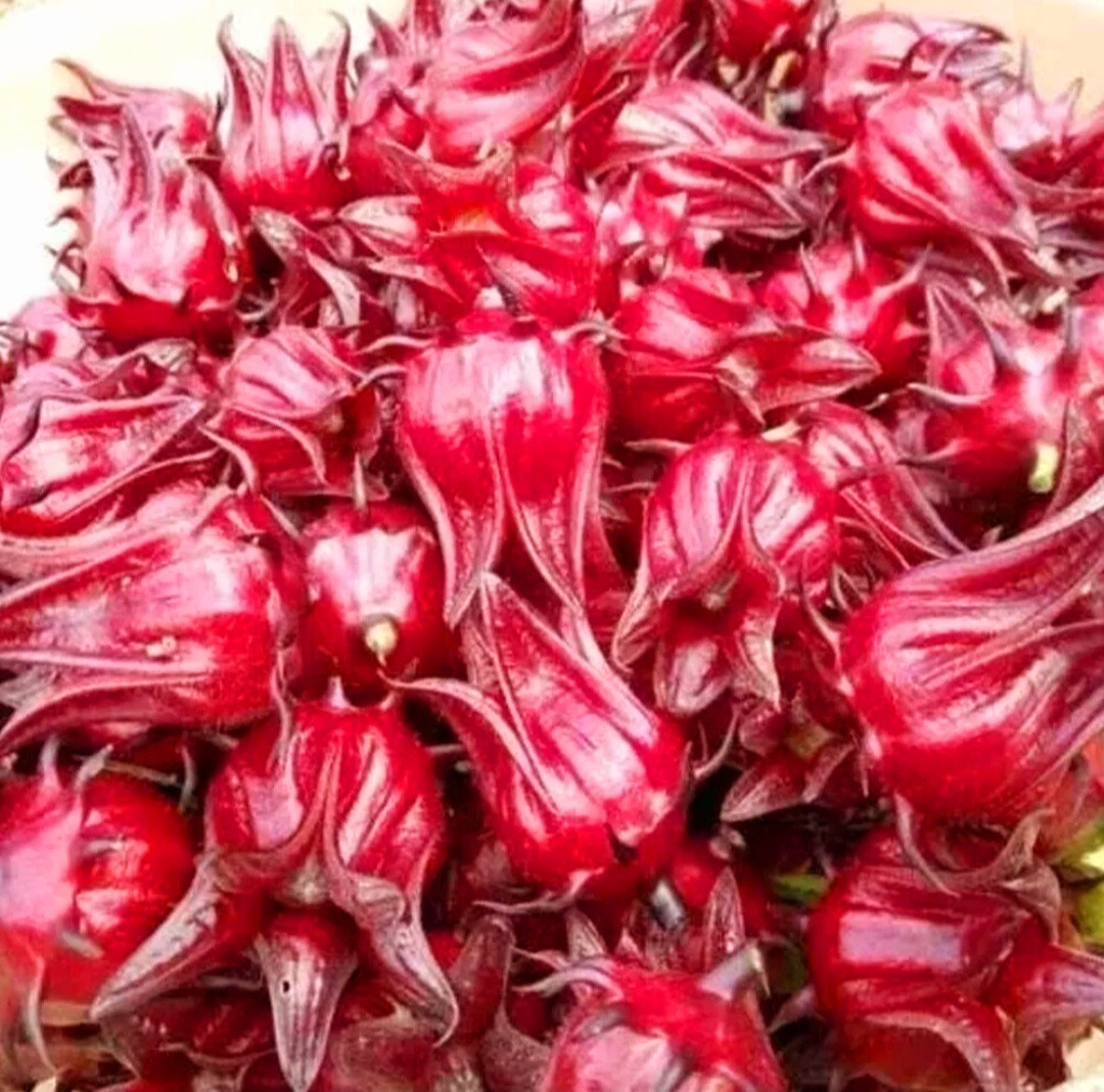 50 Roselle Seeds Jamaican Sorrel Seeds Florida Cranberry Hibiscus Sabdariffa