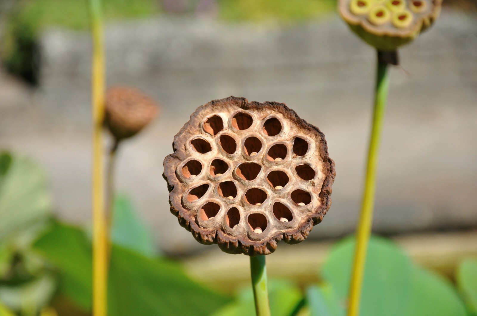 Nelumbo Nucifera, Fun Aquatic Pink Lotus 5 Seeds, Container Pond Plants From USA