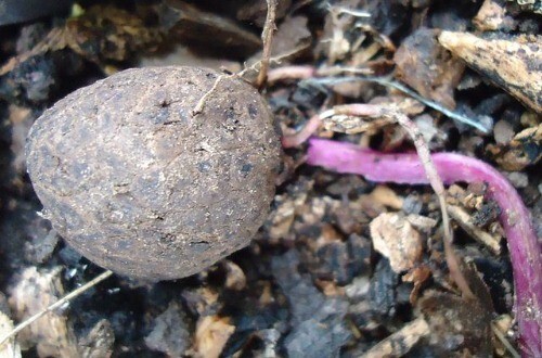 Dioscorea alata | Purple Yam | Ube | 5 Seeds