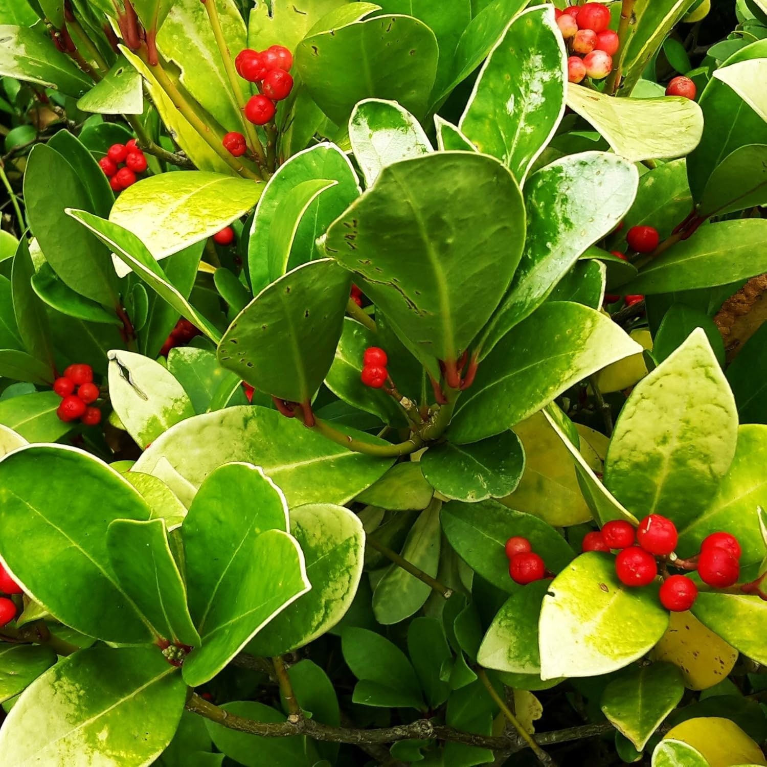 Wintergreen Seeds – 500 Pcs. Perennial, Cold-Tolerant & Low Maintenance, Grou…