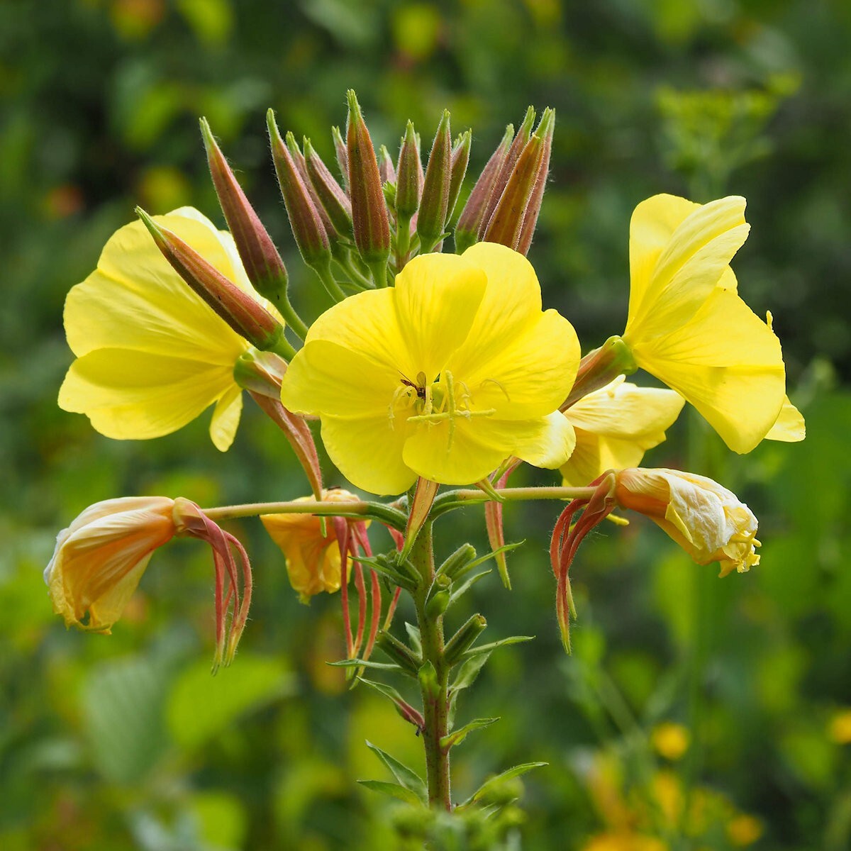 1 Oz Evening Primrose Wildflower Seeds – Everwilde Farms Mylar Seed Packet