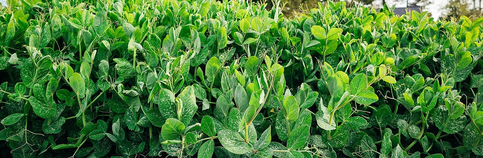 Austrian Winter Peas Seeds Cover Crop Legume Fodder Food Plot NON GMO
