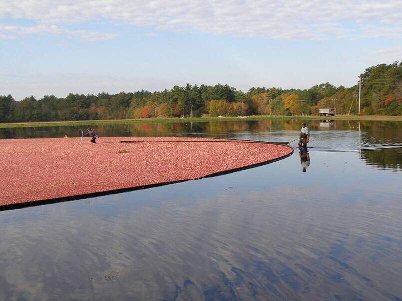 100 American Cranberry Bush Seeds for Planting – Vaccinium macrocarpon
