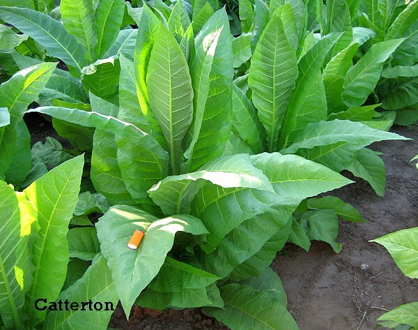 1000 Catterton Tobacco Seeds ~ Heirloom Nicotiana Tabacum ~ Air Cure Variety