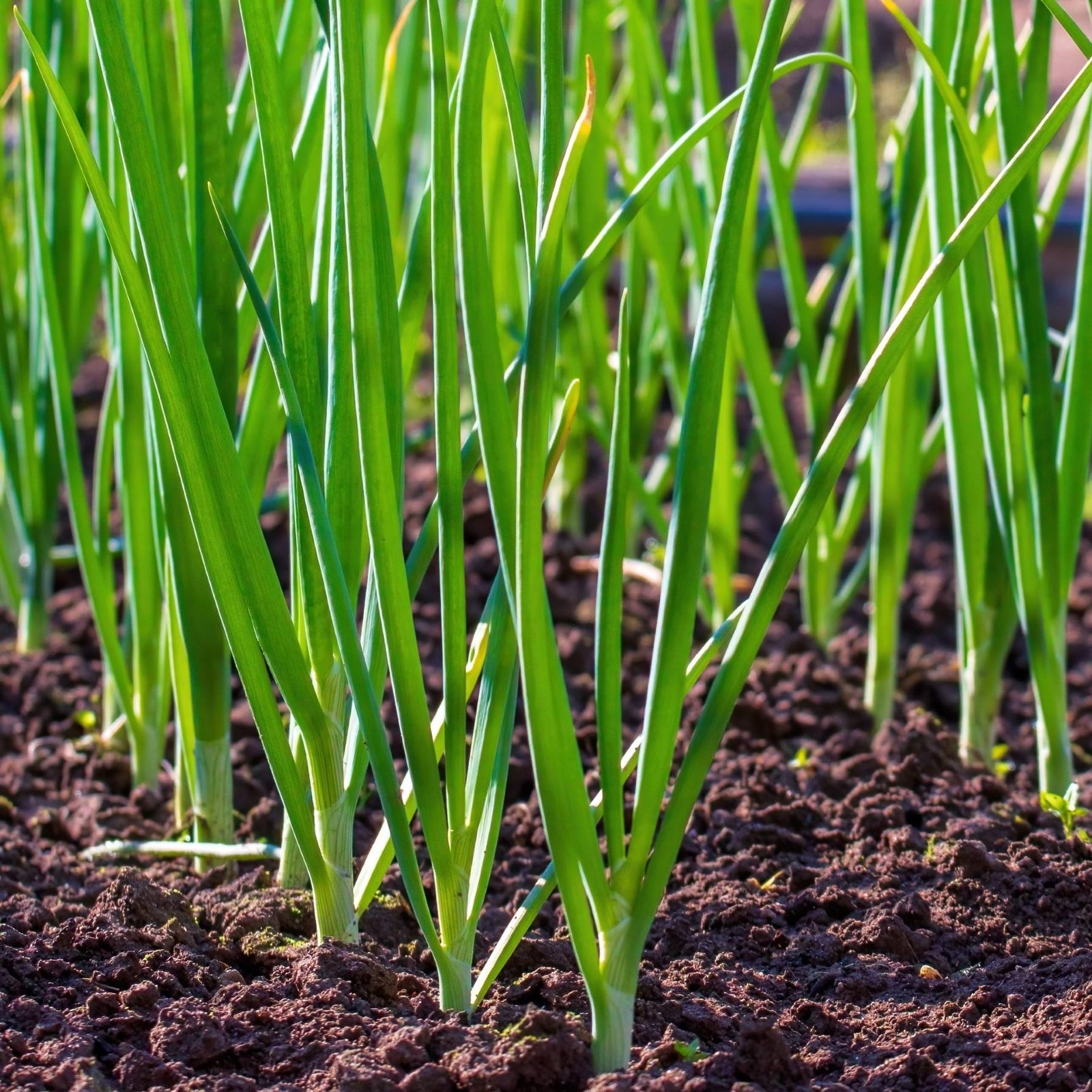 Mr. Fothergill’s Spring Onion Seed Oh Sow Simple, Easy to Grow