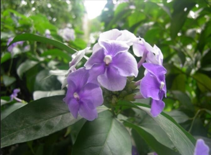 Purple flowers Jasmine 50 seeds