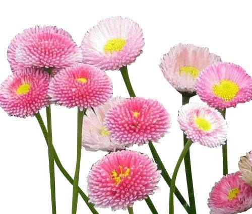 Pink English Daisy, Lawns and Borders – 1000 Seeds – Bellis Perennis