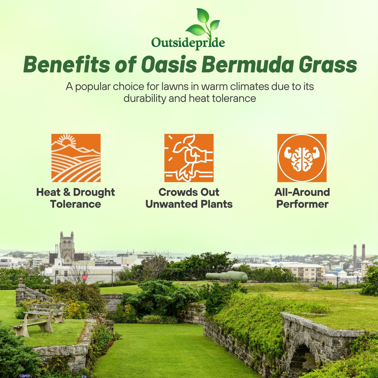 Bermuda Grass Seed 10 lb Warm Season Heat Resistant Drought Tolerant Oasis High