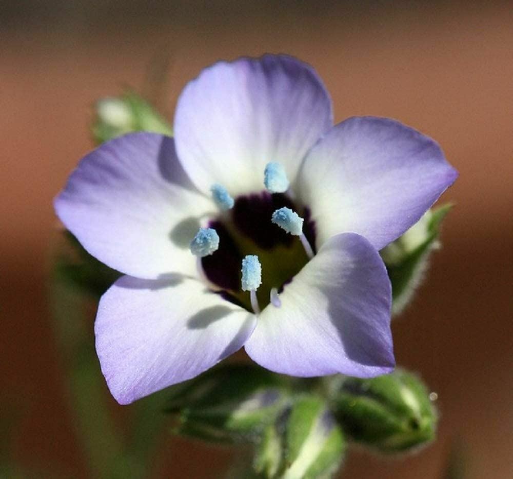 Birds Eye Tricolor Gilia Flower Seeds, “COOL BEANS N SPROUTS”