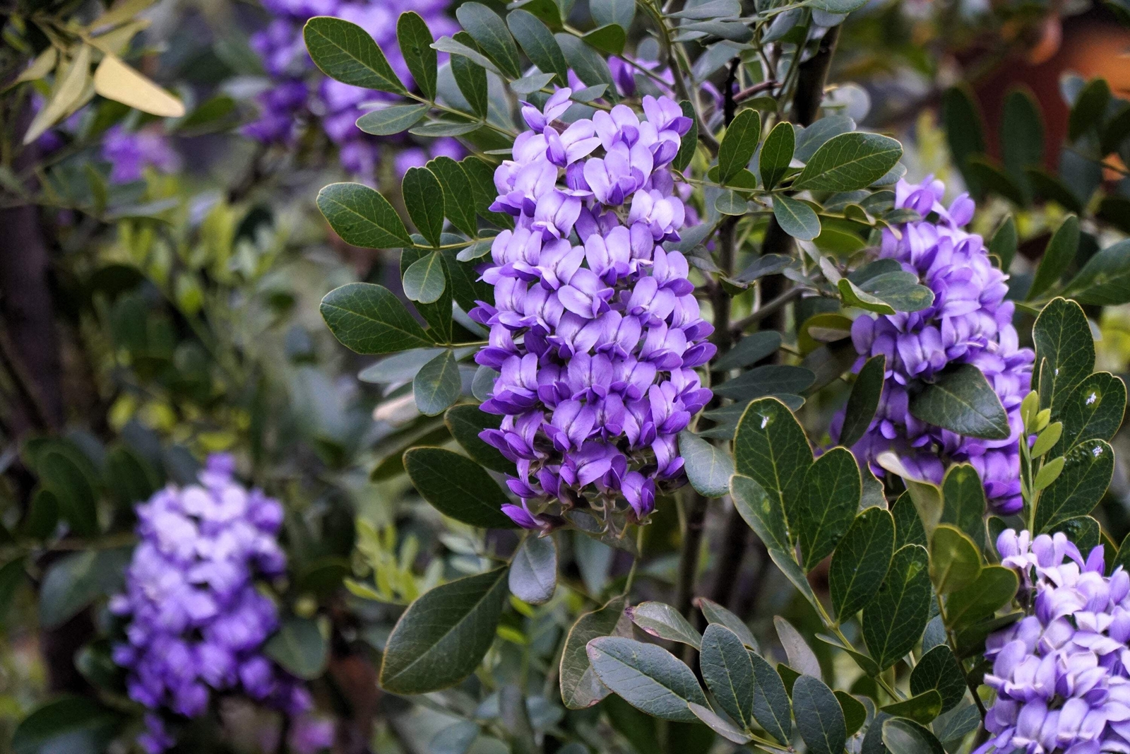 10 TEXAS Mountain LAUREL Sophora Secundiflora Mescal Tree Purple Flower Seeds