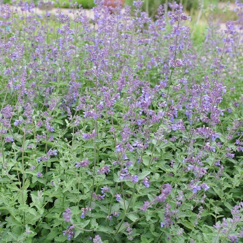 1000+ CATNIP SEEDS – PERENNIAL – BUG REPELLING – NON GMO – HEIRLOOM – HERB