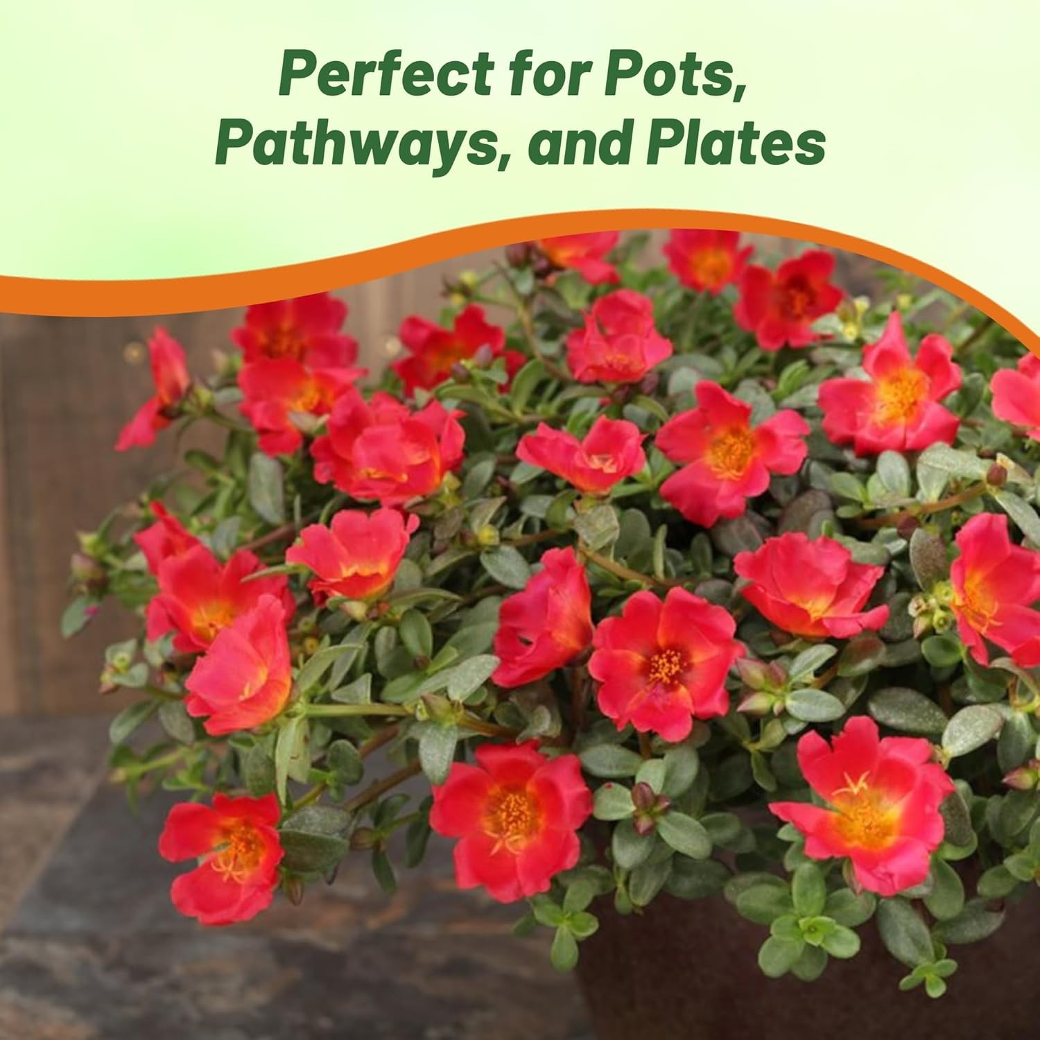 50 Seeds Drought Tolerant Portulaca Oleracea Toucan Scarlet Shades Herb Seeds