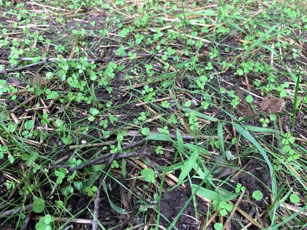 Micro Clover Seed Kit Organic, EcoFriendly Lawn Alternative, Covers 500 Sqft