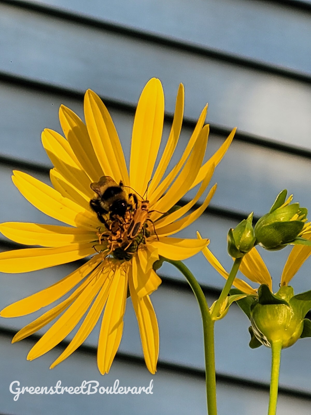50 Seeds – Silphium perfoliatum ‘Cup Plant’ Native Perennial in Zones 3-9