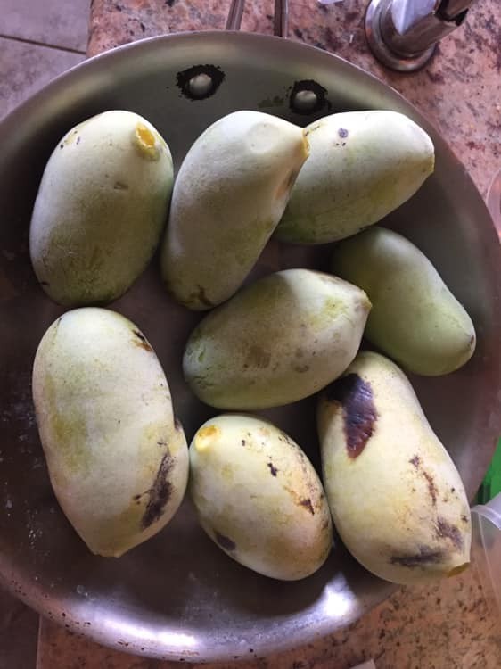 Cold stratified Pawpaw Seed(s)/seedling(s) Tree Asimina Triloba – ready to plant