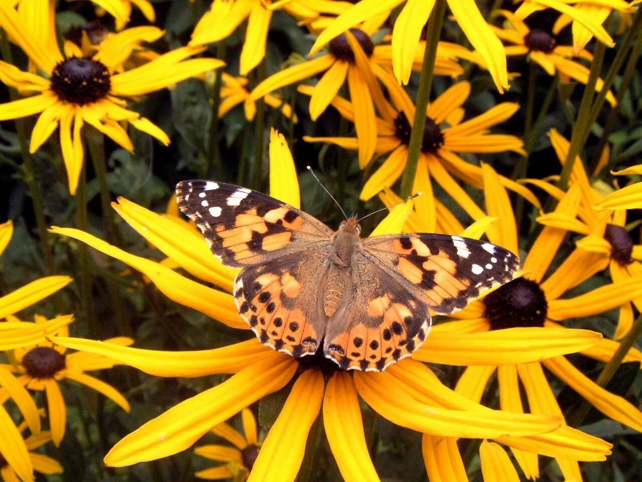 Rudbeckia hirta| Black-eyed Susan| Gloriosa Daisy| 1000_Seeds