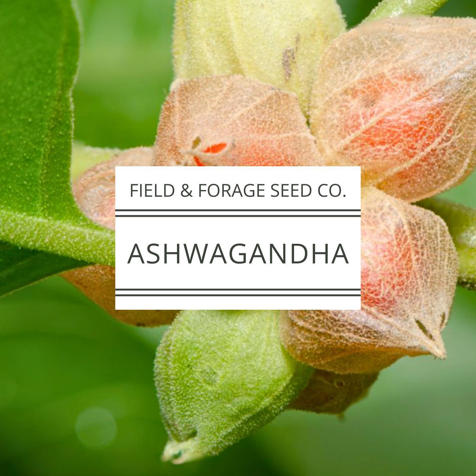 Ashwagandha Seeds | Withania somnifera | Heirloom | Non-GMO Herbal Gardens | 30
