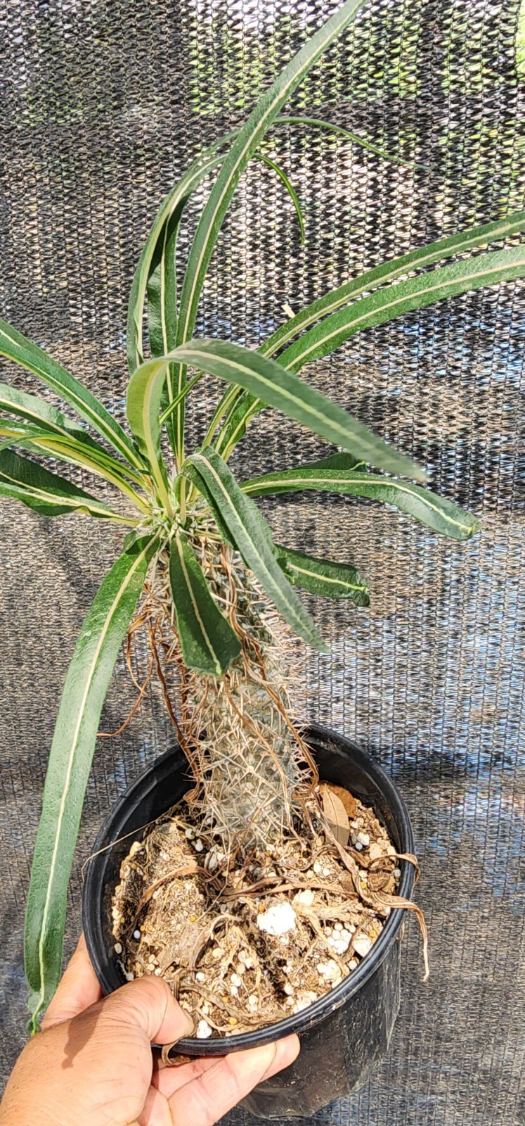 RARE (Pachypodium geayi) MADAGASCAR PALM TREE Succulent Cacti Cactus Plant 10″