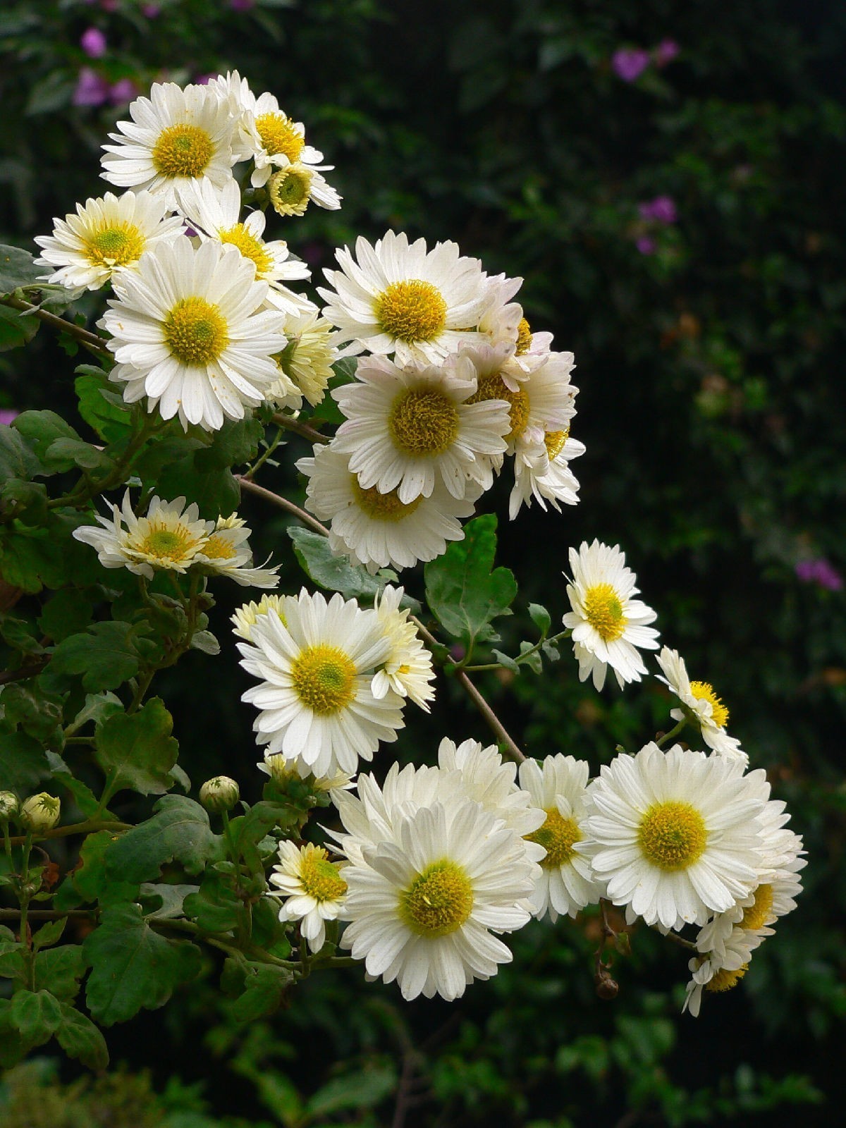 10 Pcs White Chrysanthemum Flower Seeds, White Mums China Aster for Planting