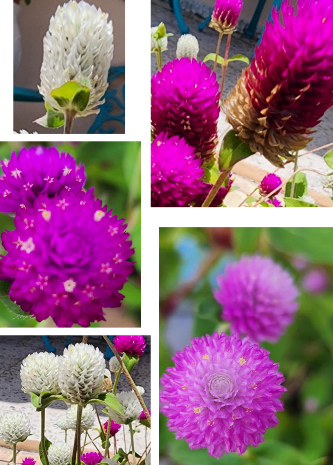 Globe Amaranth | Purple | White | Pink Strawberry Cream | 100 Seeds Easy to Grow