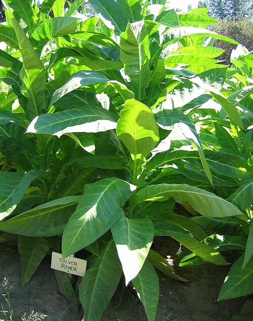 1000 Silver River Tobacco seeds – Nicotiana sp. – Brazilian Strain