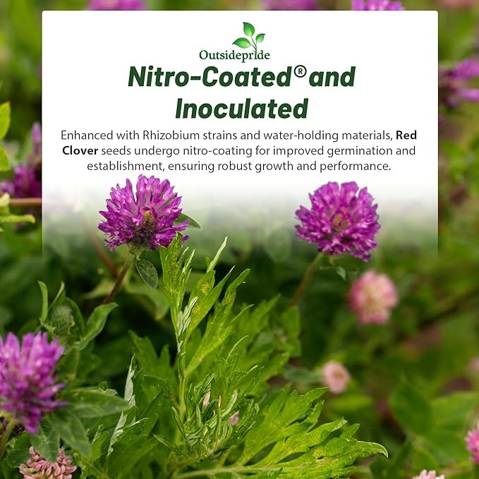 5 LBS – Inoculated Red Clover Seeds – Trifolium Pratense Clover