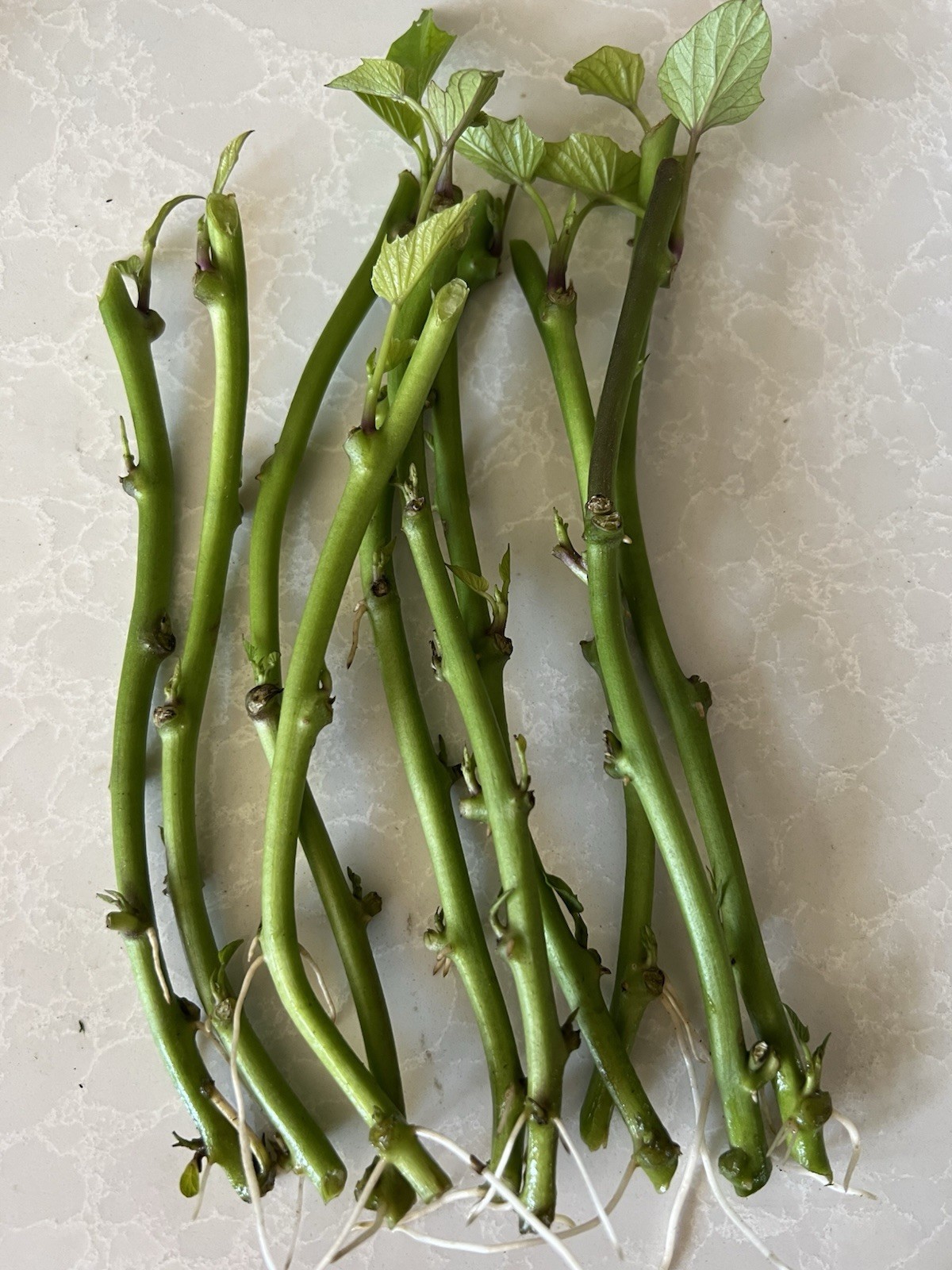 10pcs Rooted Sweet Potato Slips Ready To Plant Free Shipping