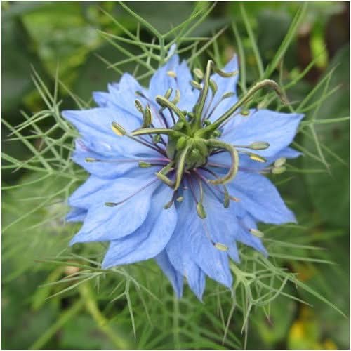 Blue Love In A Mist Seeds For Planting (Nigella damascena)