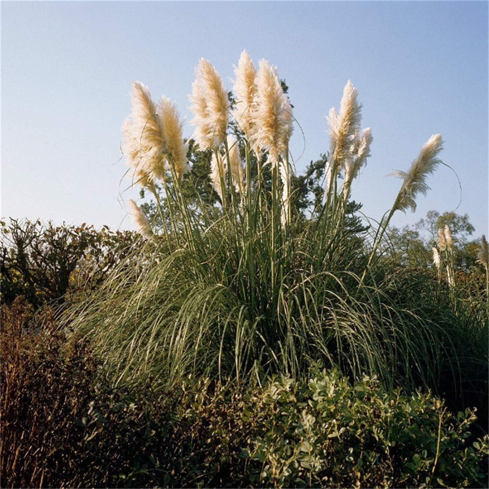 100+ Pcs Pampas Mix Color Grass Seeds Cortaderia selloana Seeds Rare Plants Deco