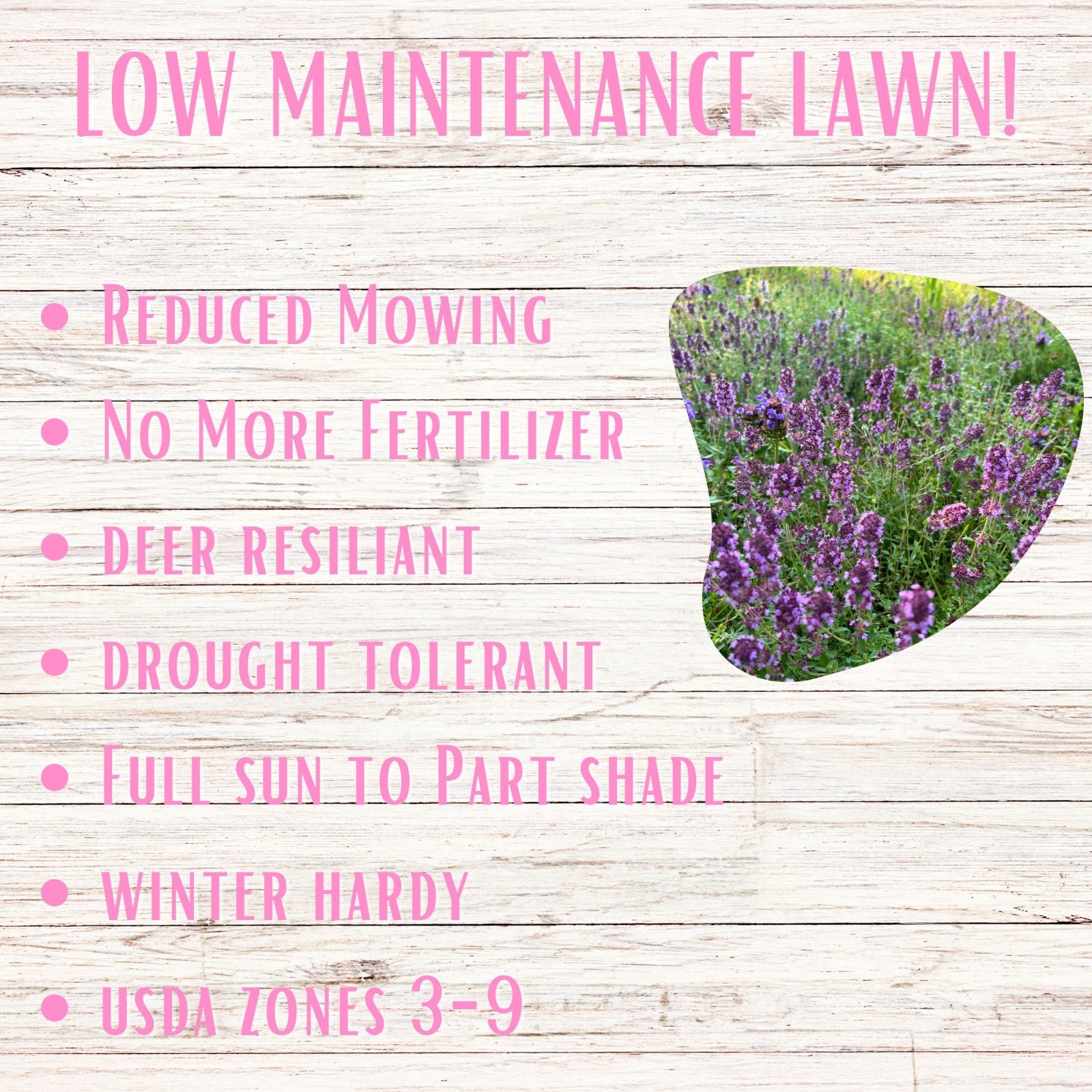 Flawn Seed Creeping Thyme, Easy Spread Shaker, Pollinator Friendly, Ground Cover
