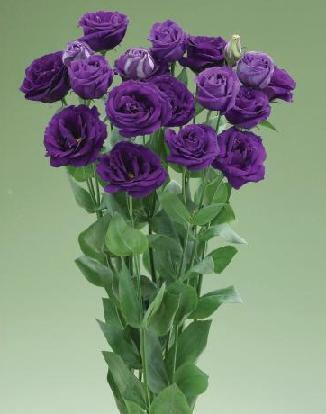 Lisianthus Arena Purple III 250 seeds