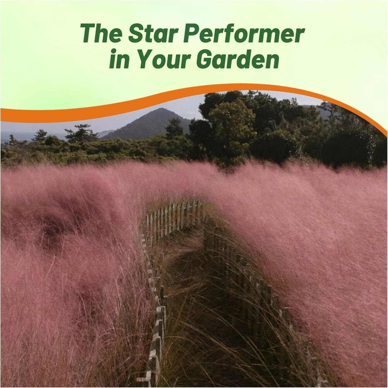 100 Seeds Pink Muhly Drought Tolerant Xeriscape Ornamental Grass Plant Seed