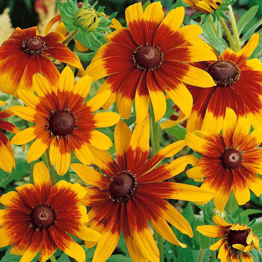 500++ Gloriosa Daisy Seeds – (Rudbeckia Hirta) | Attracts Butterflies USA SHIP
