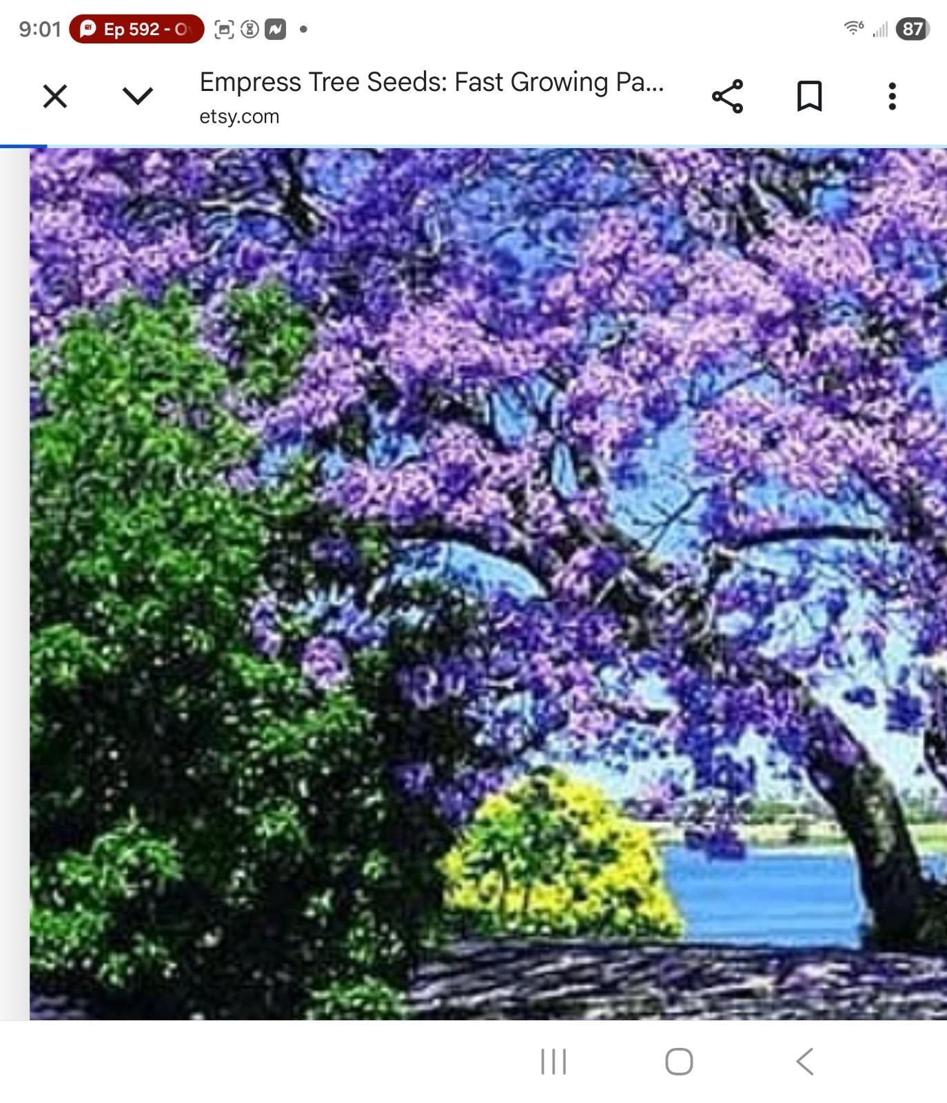 empress tree seeds bulk 90 % germination