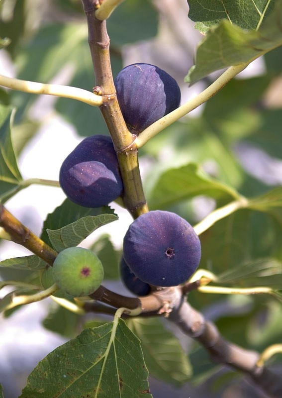 200+ Texas Blue Giant Fig Seeds Large Sweet Fruit Tree Garden USA